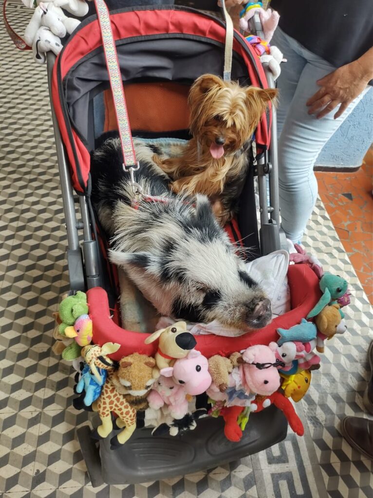 porco e cachorro em um carrinho